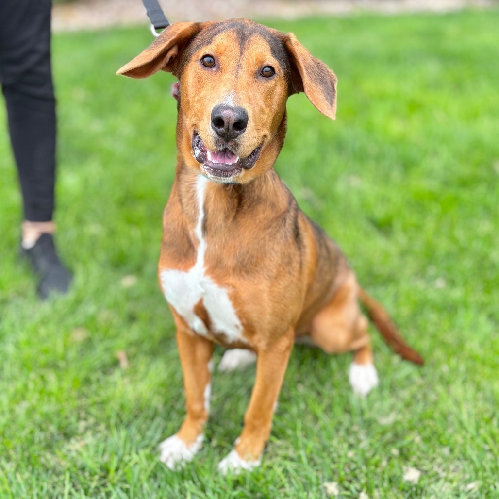 Tira, an adoptable Mixed Breed in Great Falls, MT, 59404 | Photo Image 5