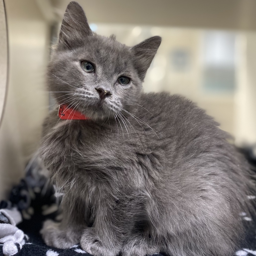 Timmy, an adoptable Domestic Medium Hair in Great Falls, MT, 59404 | Photo Image 1
