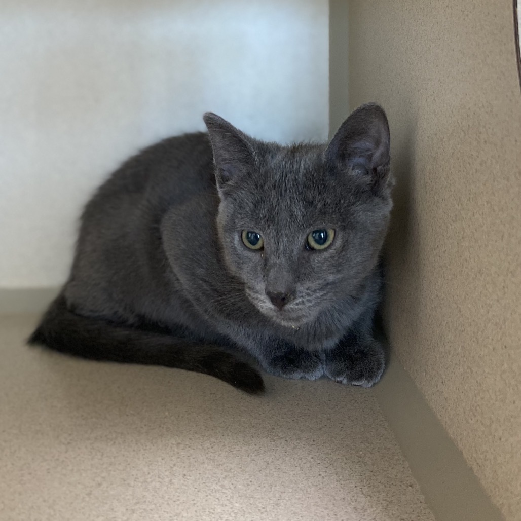 Toes, an adoptable Domestic Medium Hair in Great Falls, MT, 59404 | Photo Image 1