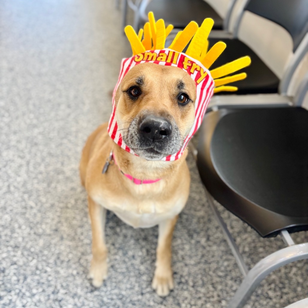 Mazy, an adoptable Mixed Breed in Great Falls, MT, 59404 | Photo Image 1