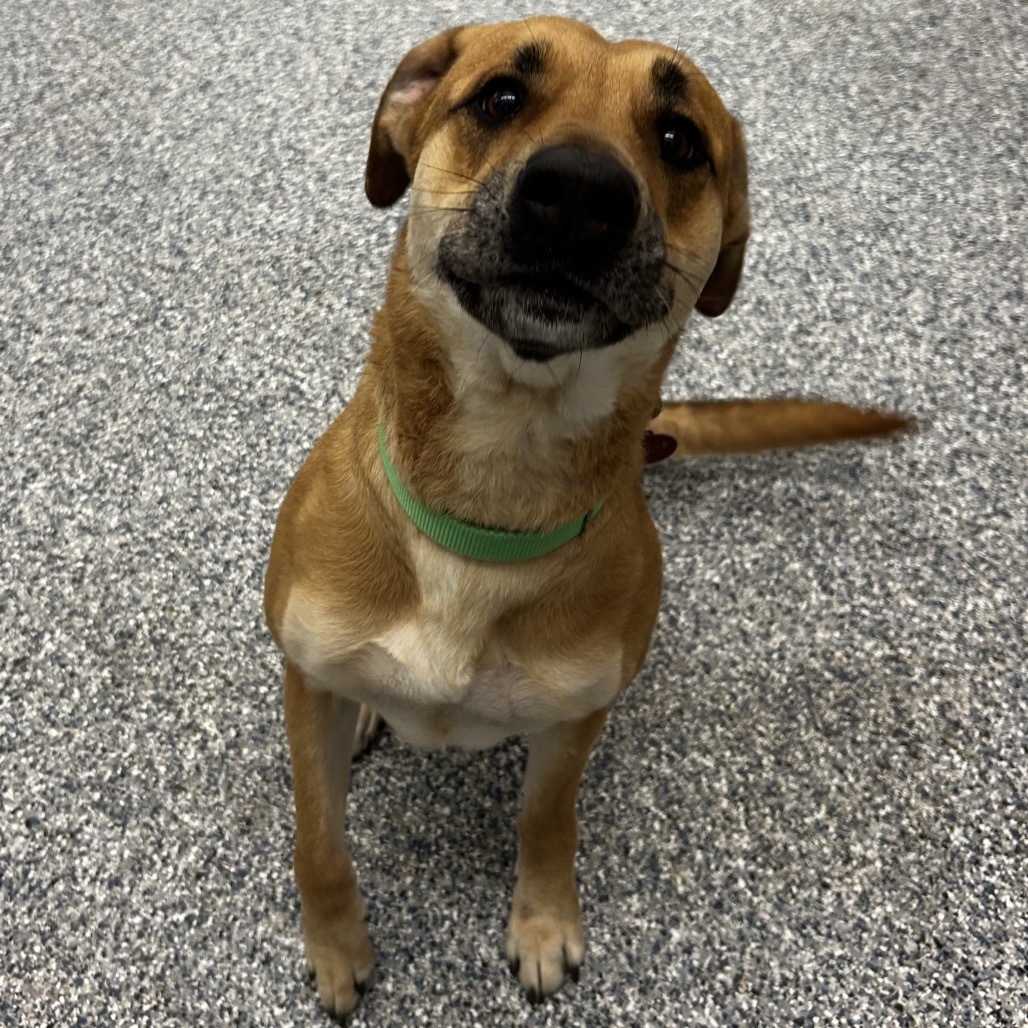 Mazy, an adoptable Mixed Breed in Great Falls, MT, 59404 | Photo Image 2