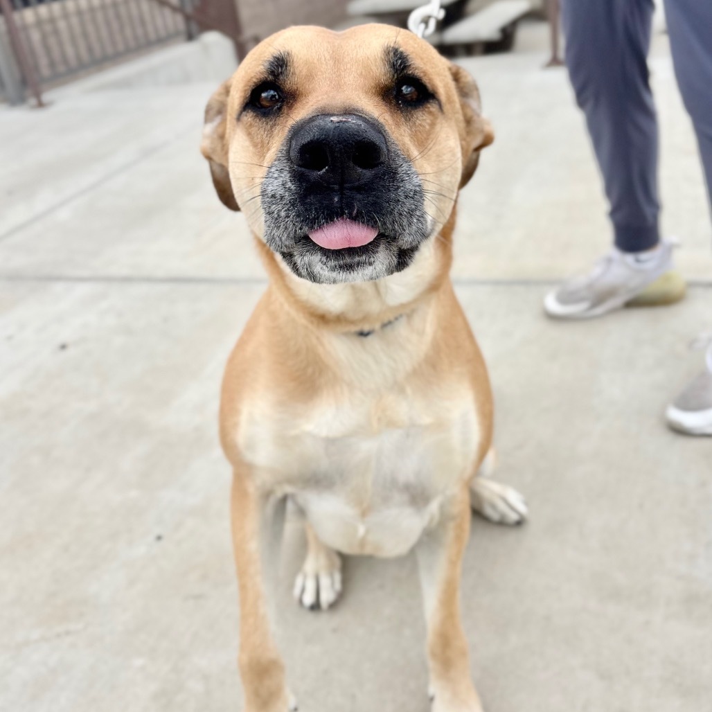 Mazy, an adoptable Mixed Breed in Great Falls, MT, 59404 | Photo Image 3