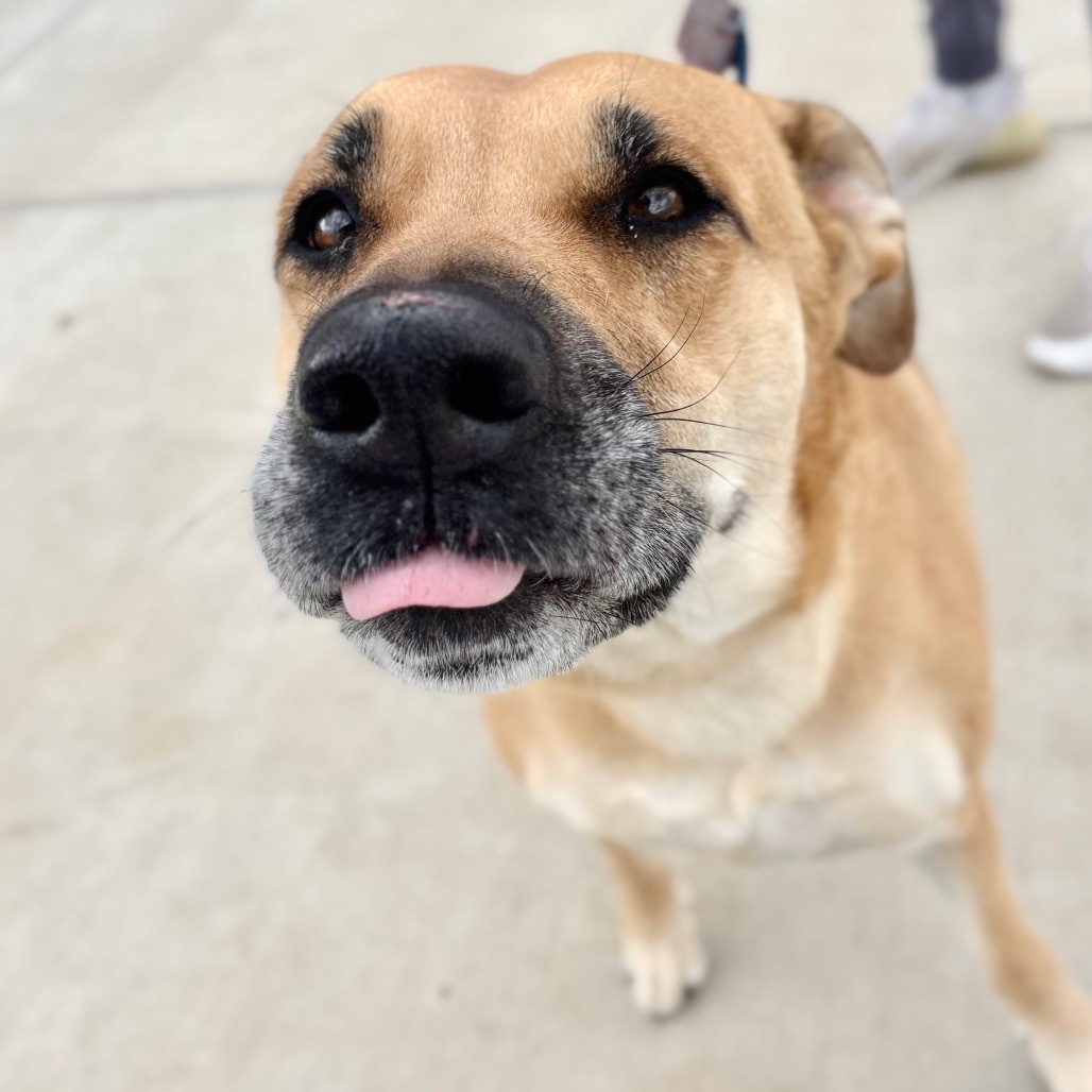 Mazy, an adoptable Mixed Breed in Great Falls, MT, 59404 | Photo Image 3