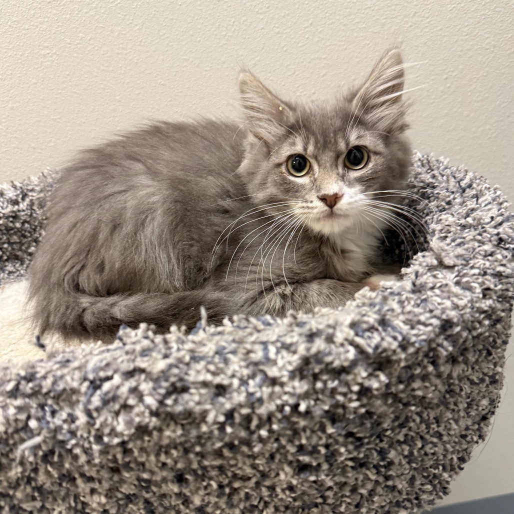 Banjo, an adoptable Domestic Medium Hair in Great Falls, MT, 59404 | Photo Image 1