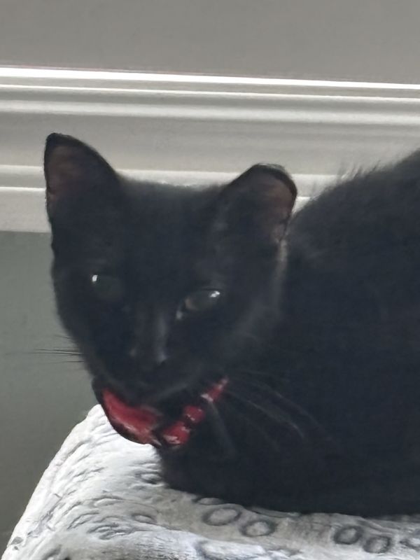 Robpurrta