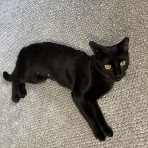 Robpurrta