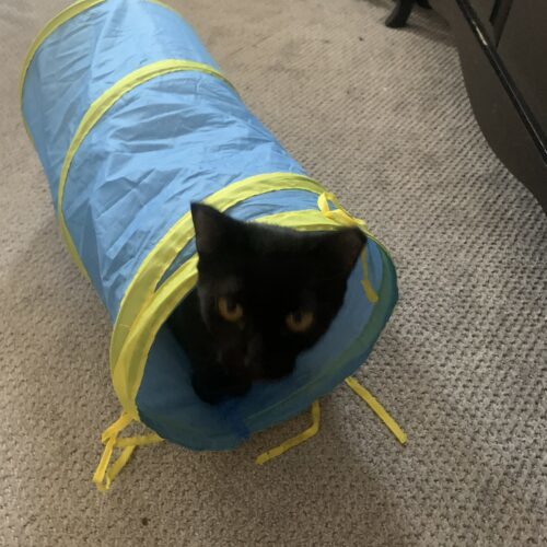 Robpurrta