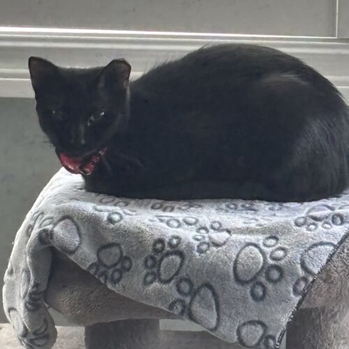 Robpurrta