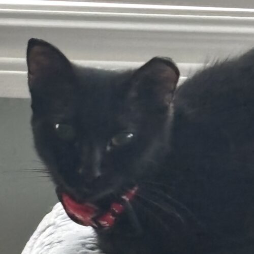 Robpurrta