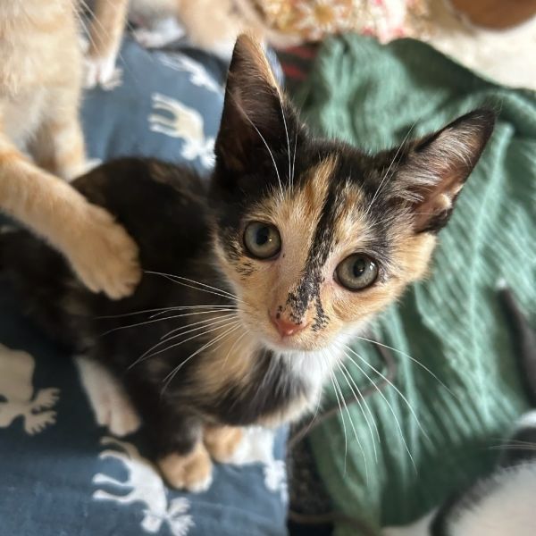 Phoebe