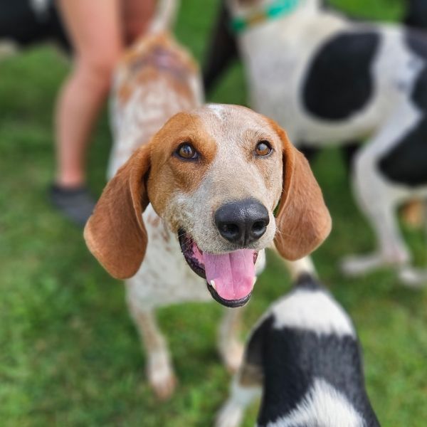 Oscar