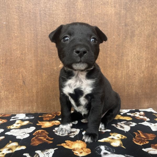 Butterfly thumbnail 3