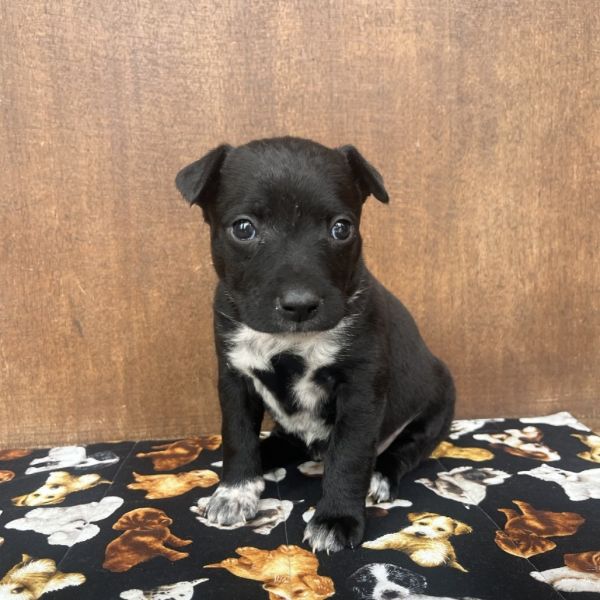 Butterfly thumbnail 4