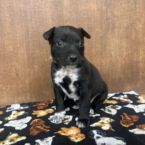 Butterfly thumbnail 5