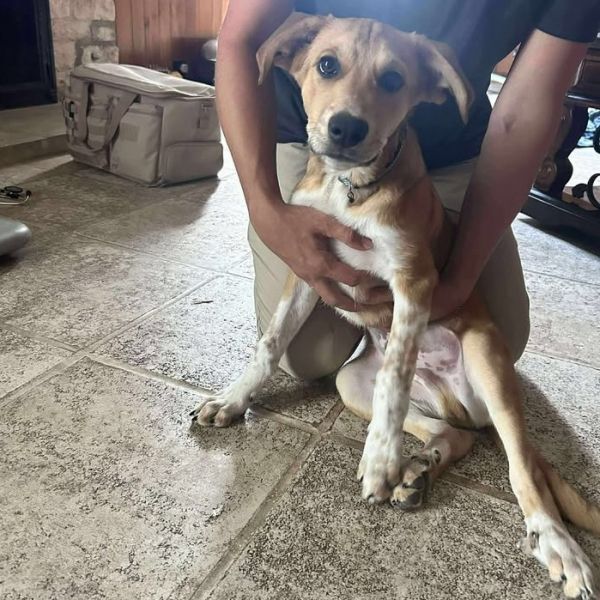 Fuzz Lightyear thumbnail 2