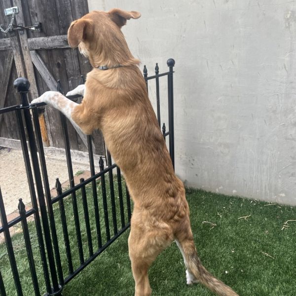 Fuzz Lightyear thumbnail 4