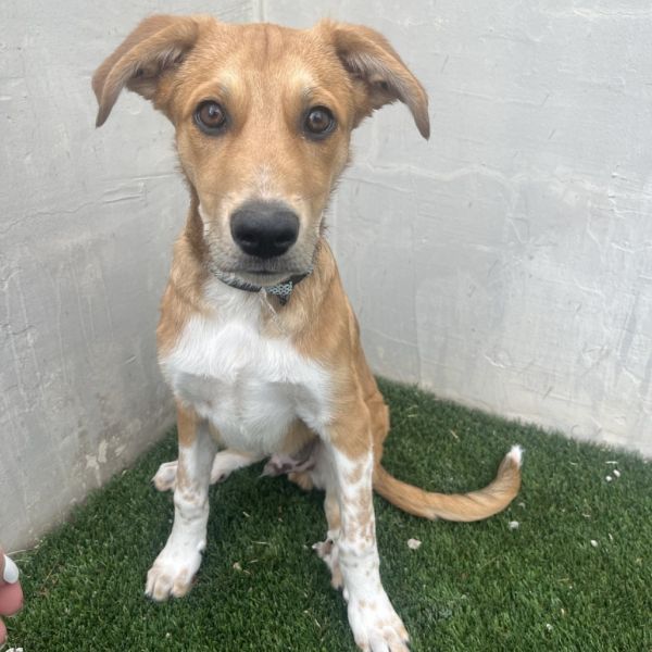 Fuzz Lightyear thumbnail 6