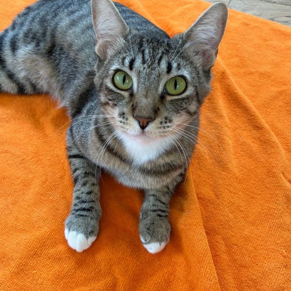 Gemma