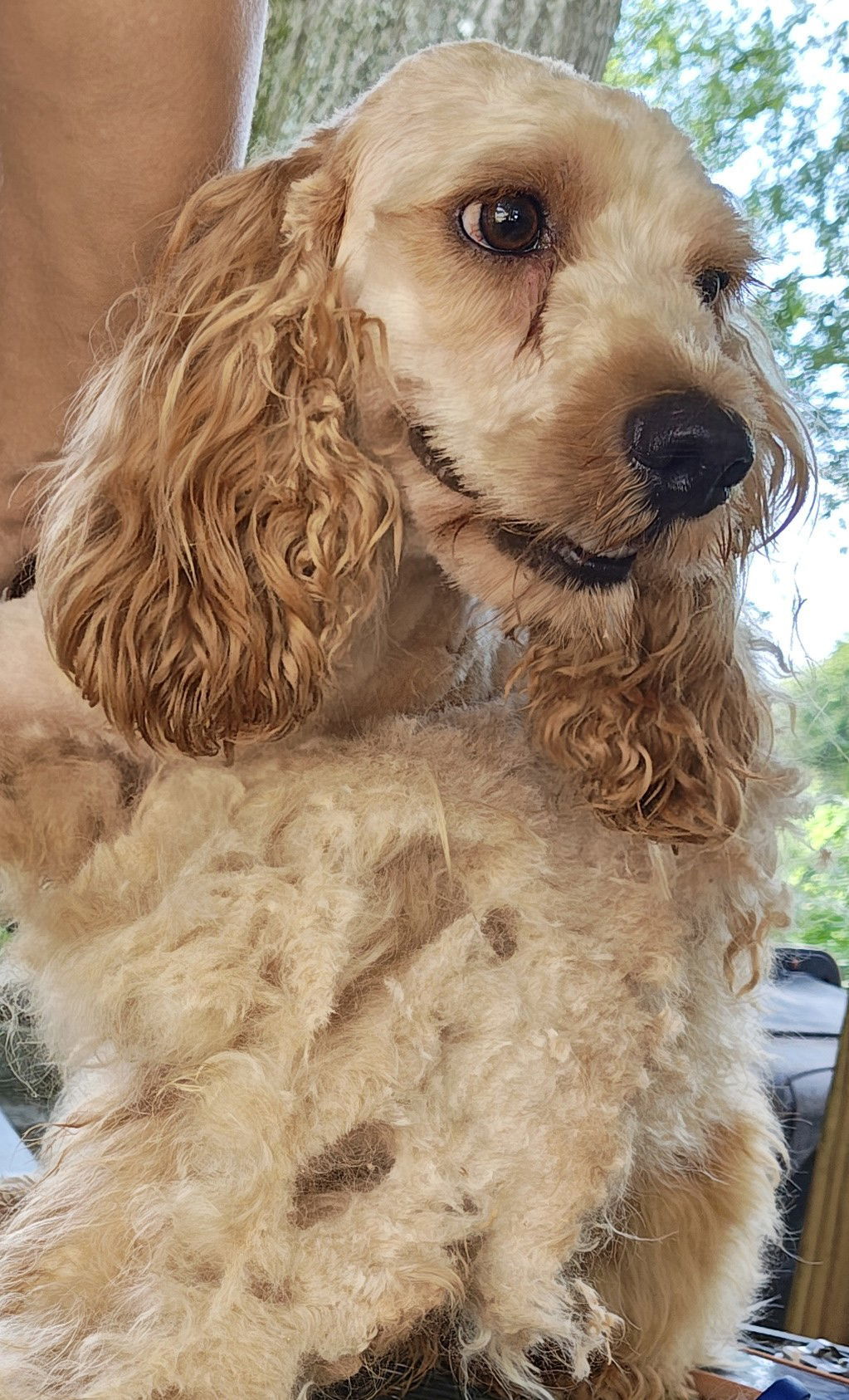 Archie, an adoptable Cockapoo in Baileyton, AL, 35019 | Photo Image 1
