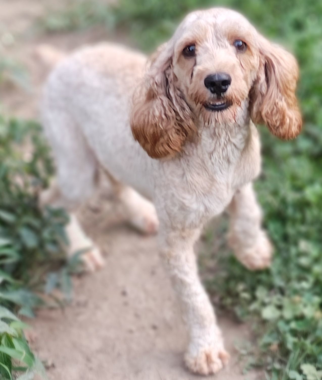Archie, an adoptable Cockapoo in Baileyton, AL, 35019 | Photo Image 2
