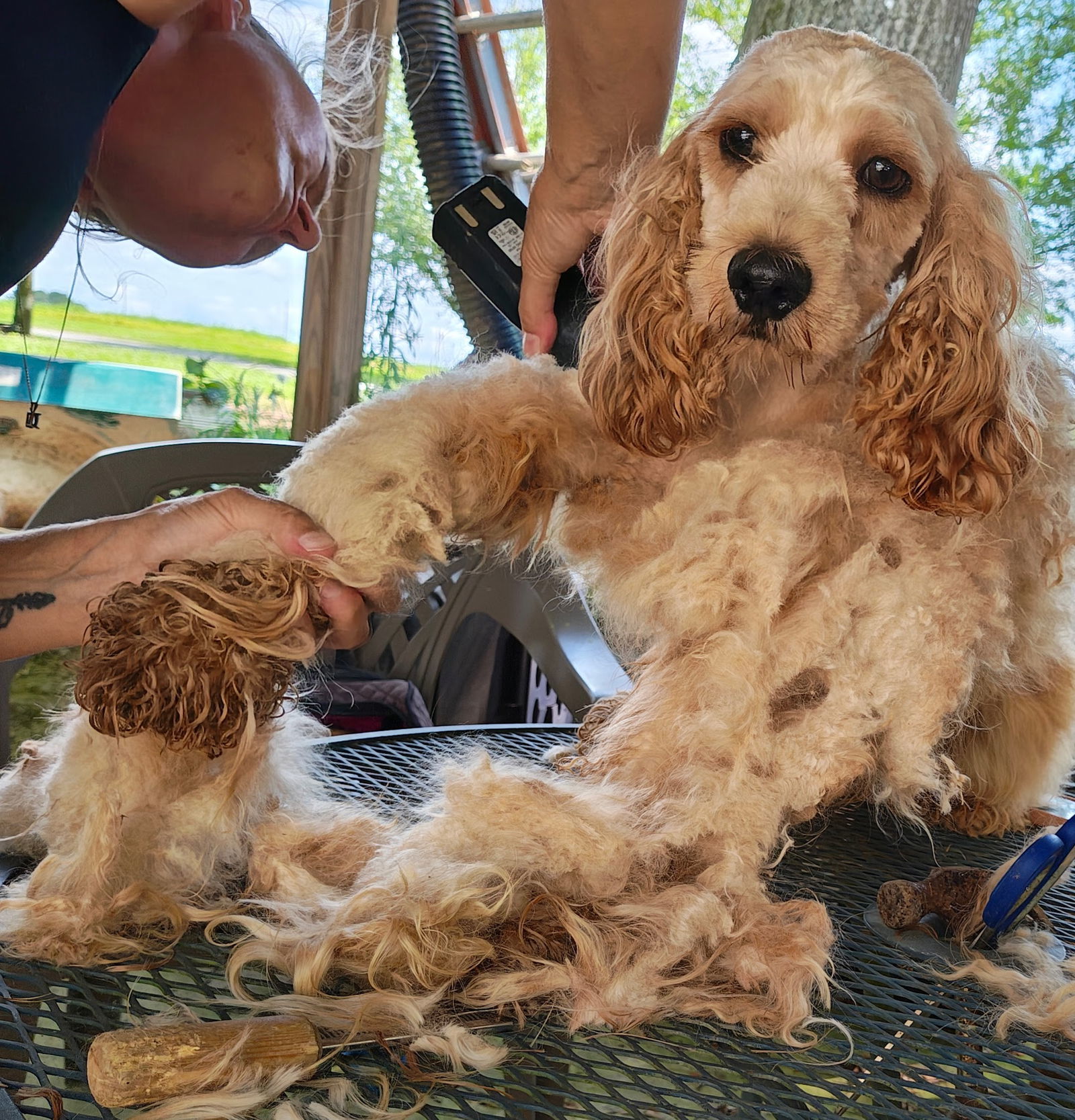 Archie, an adoptable Cockapoo in Baileyton, AL, 35019 | Photo Image 3