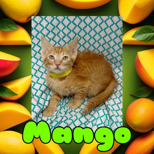 Mango