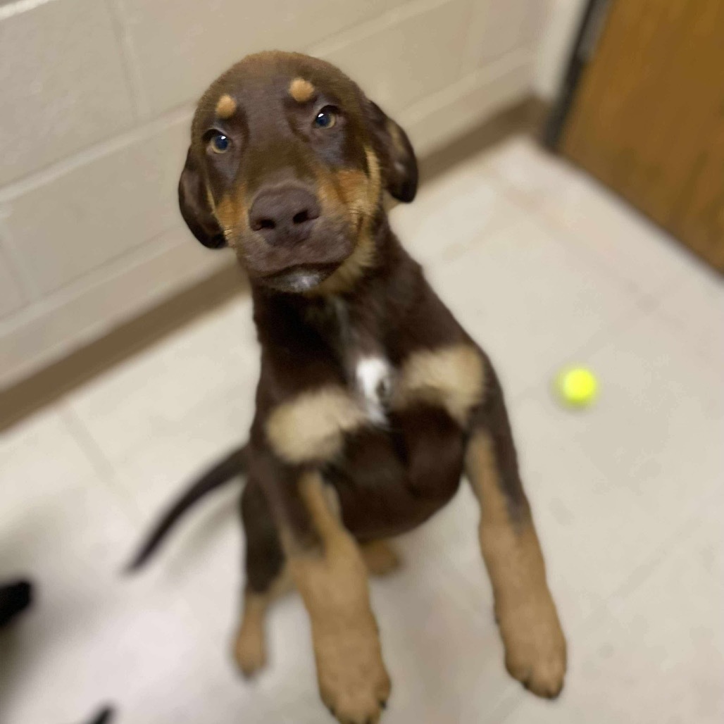 Mocha