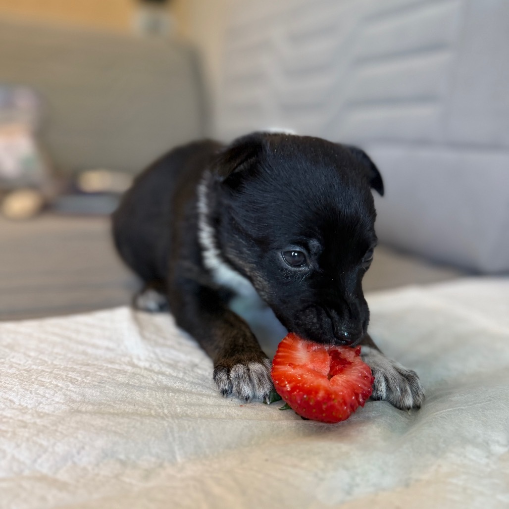 Adopt Maggie