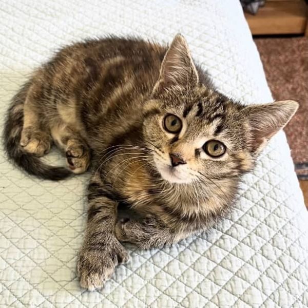 Rosie