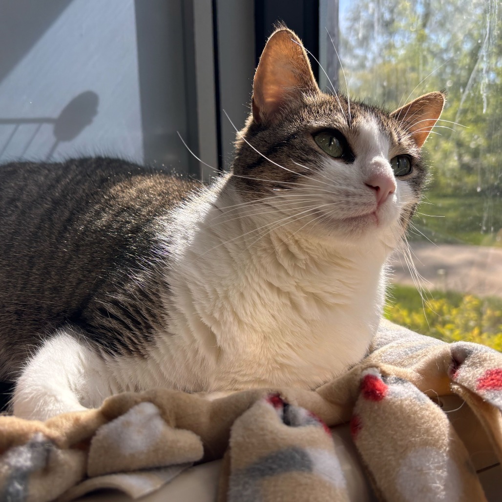 Gigi