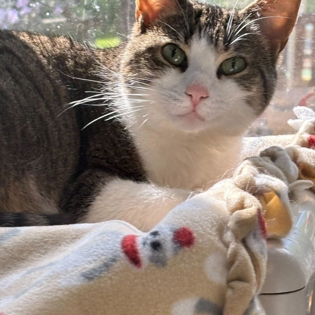 Gigi