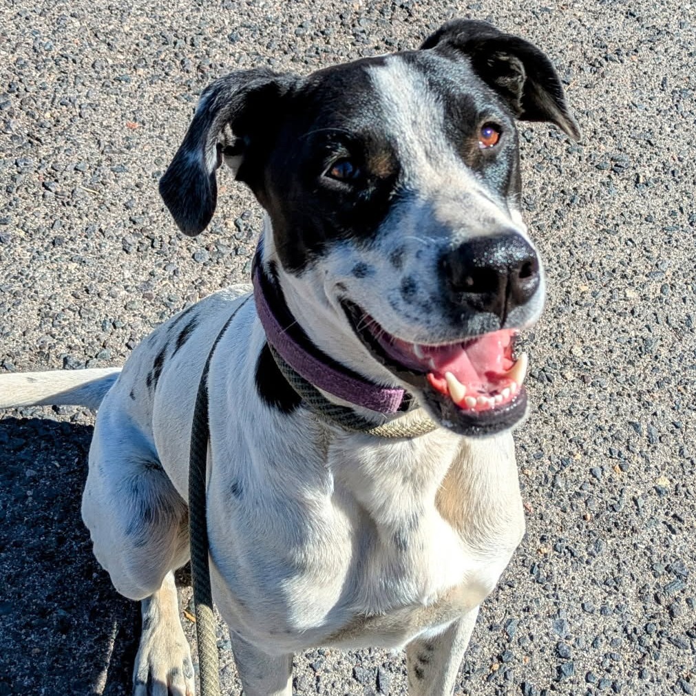 June - Friendly, loving girl, loves dogs! Adopt $100!