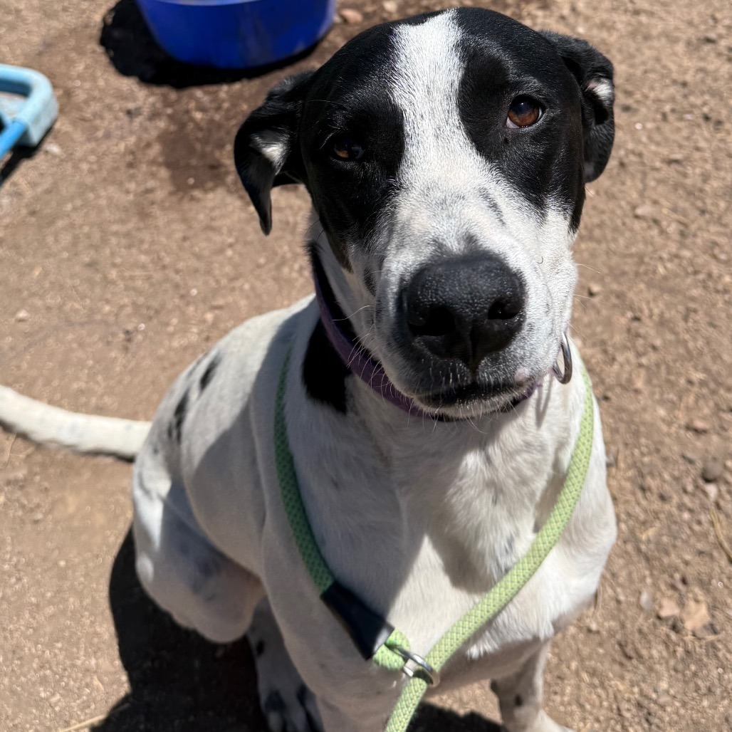 June - Friendly, loving girl, loves dogs! Adopt $100!