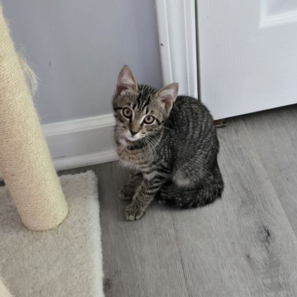 Cici