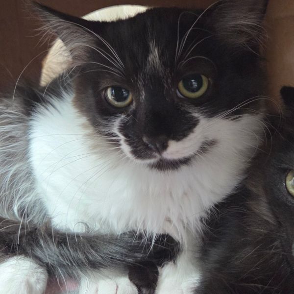 Gizmo