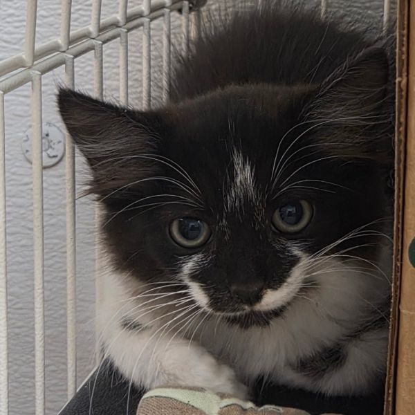 Gizmo thumbnail 2