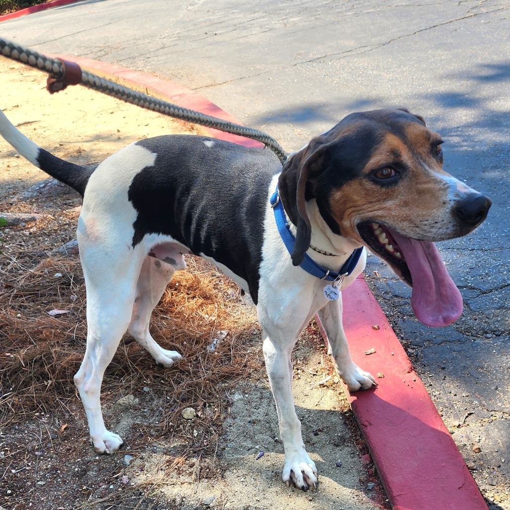 Elvis- Chino Hills Location