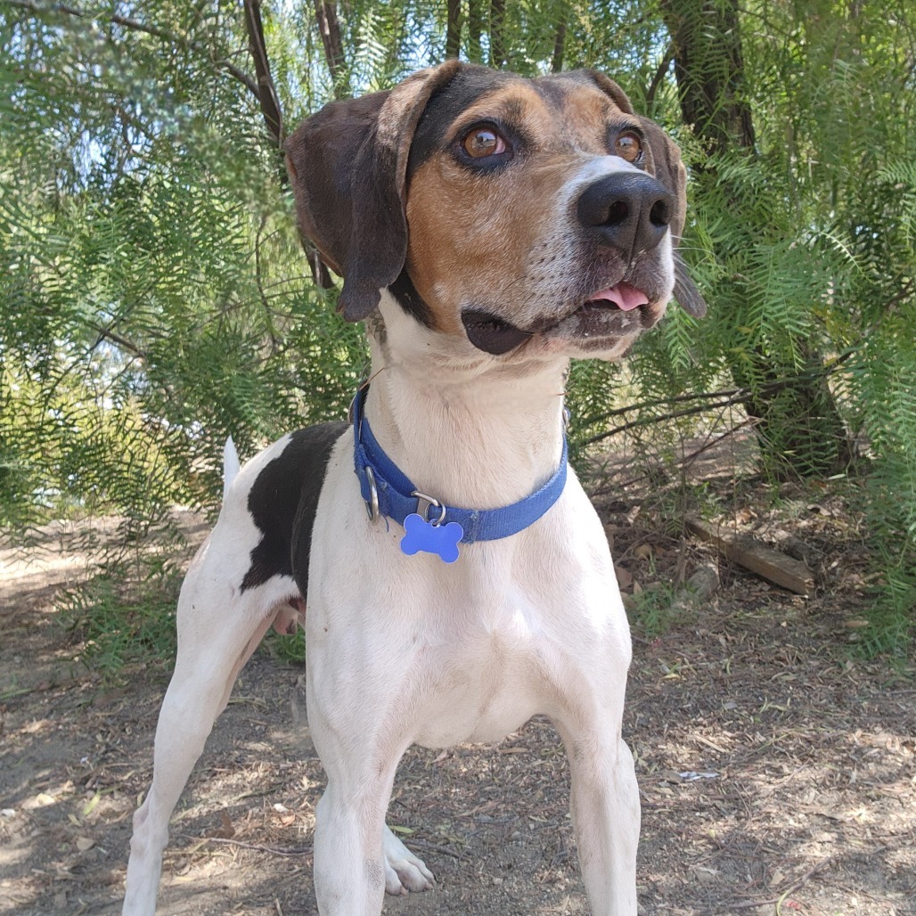 Elvis- Chino Hills Location