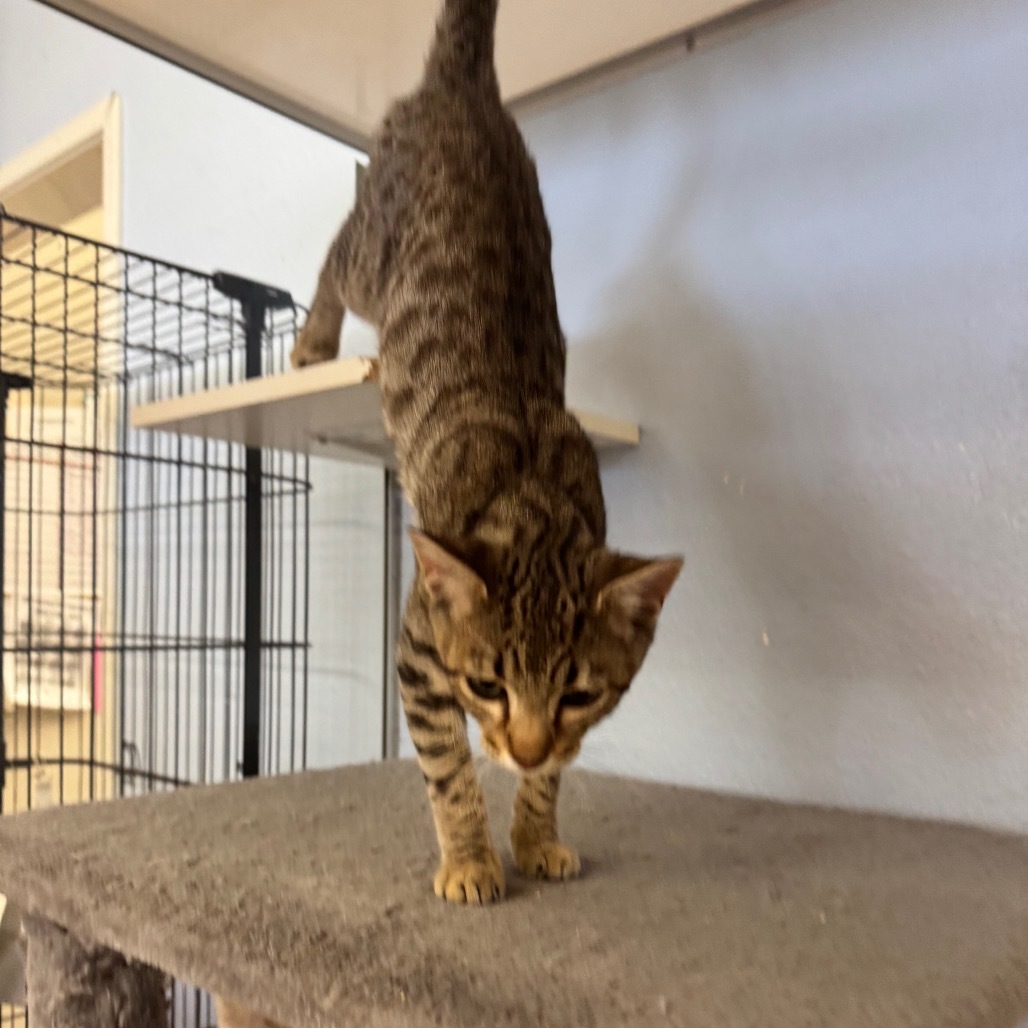 Luciano Pavarotti-Pico Rivera Petsmart