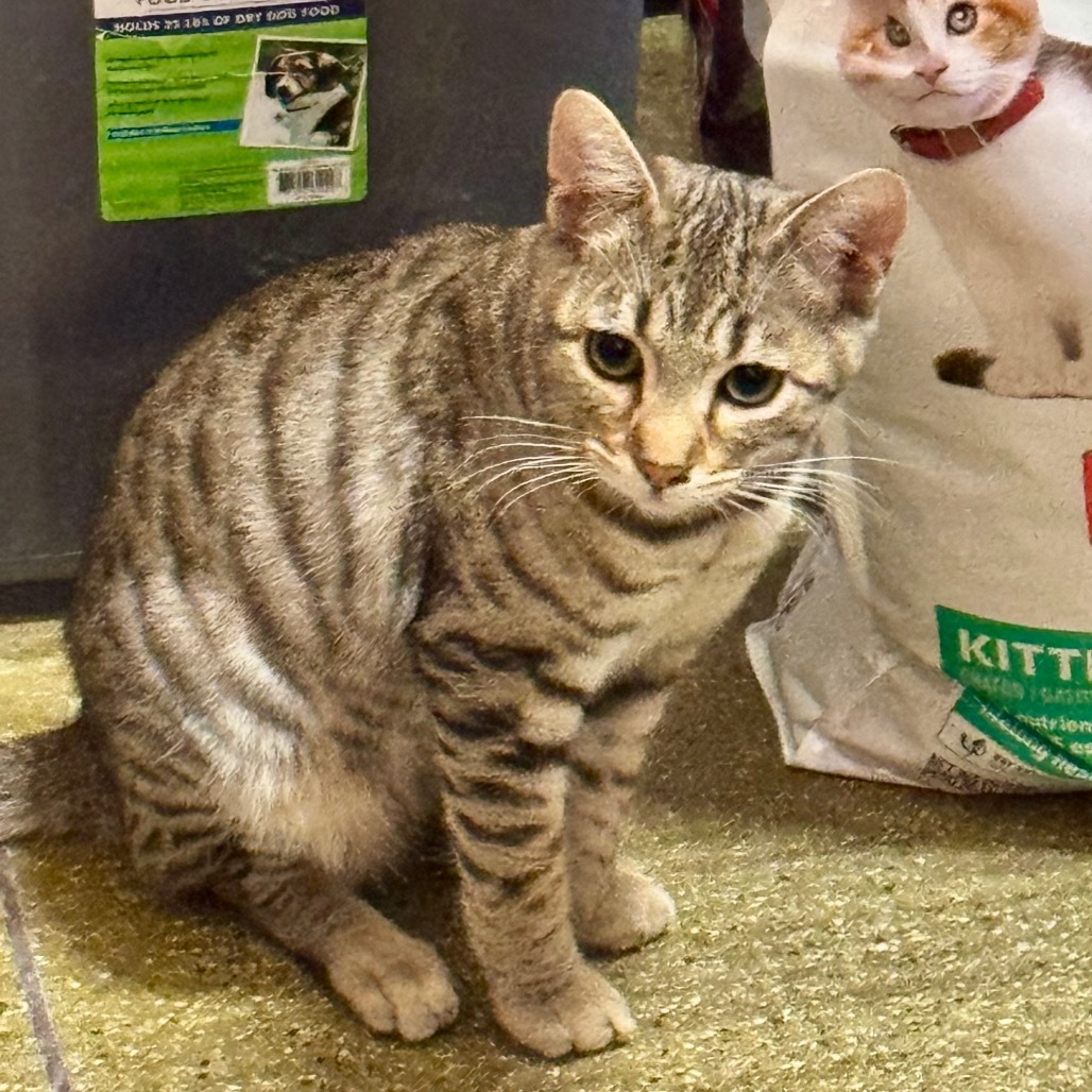 Luciano Pavarotti-Pico Rivera Petsmart