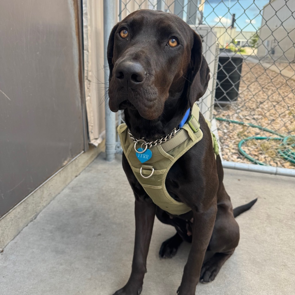 Cola, an adoptable Mixed Breed in Bismarck, ND, 58507 | Photo Image 1