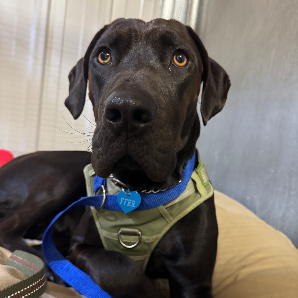 Cola, an adoptable Mixed Breed in Bismarck, ND, 58507 | Photo Image 2