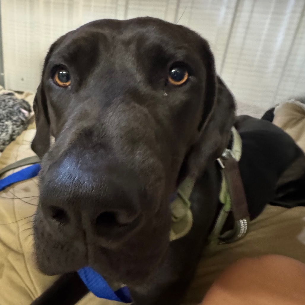 Cola, an adoptable Mixed Breed in Bismarck, ND, 58507 | Photo Image 3