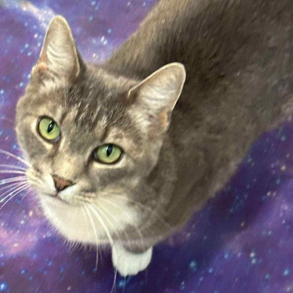 Sydney, an adoptable Domestic Short Hair in Wichita, KS, 67278 | Photo Image 1