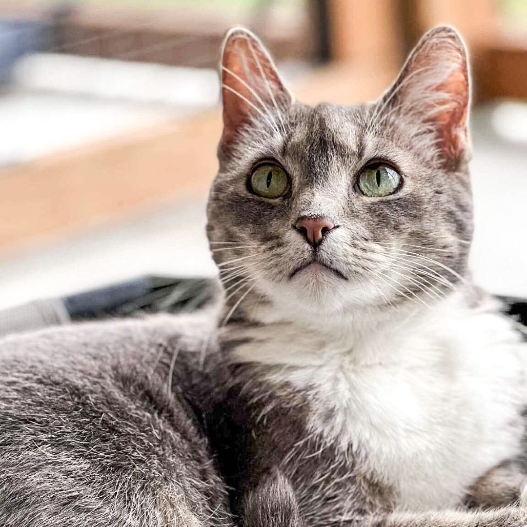 Sydney, an adoptable Domestic Short Hair in Wichita, KS, 67278 | Photo Image 2
