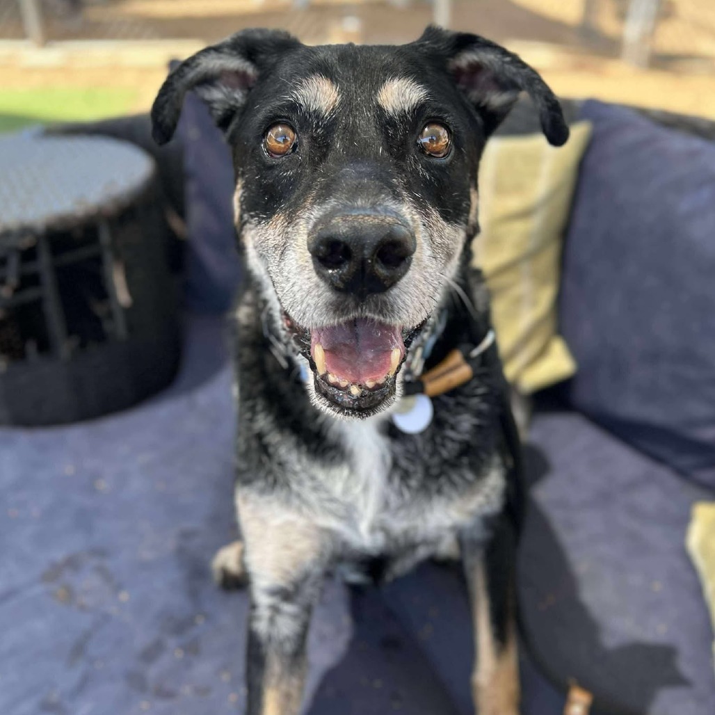 Sammy
