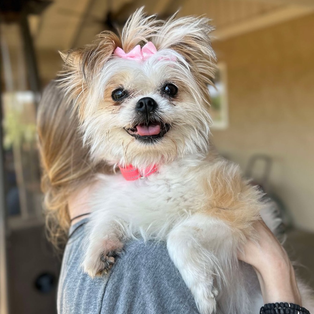 Bindi