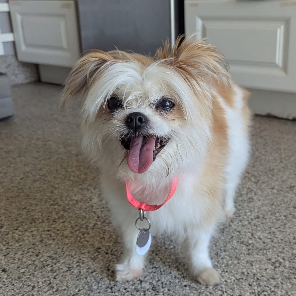 Bindi