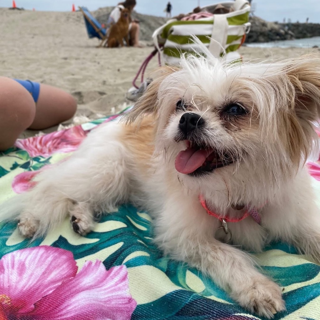 Bindi