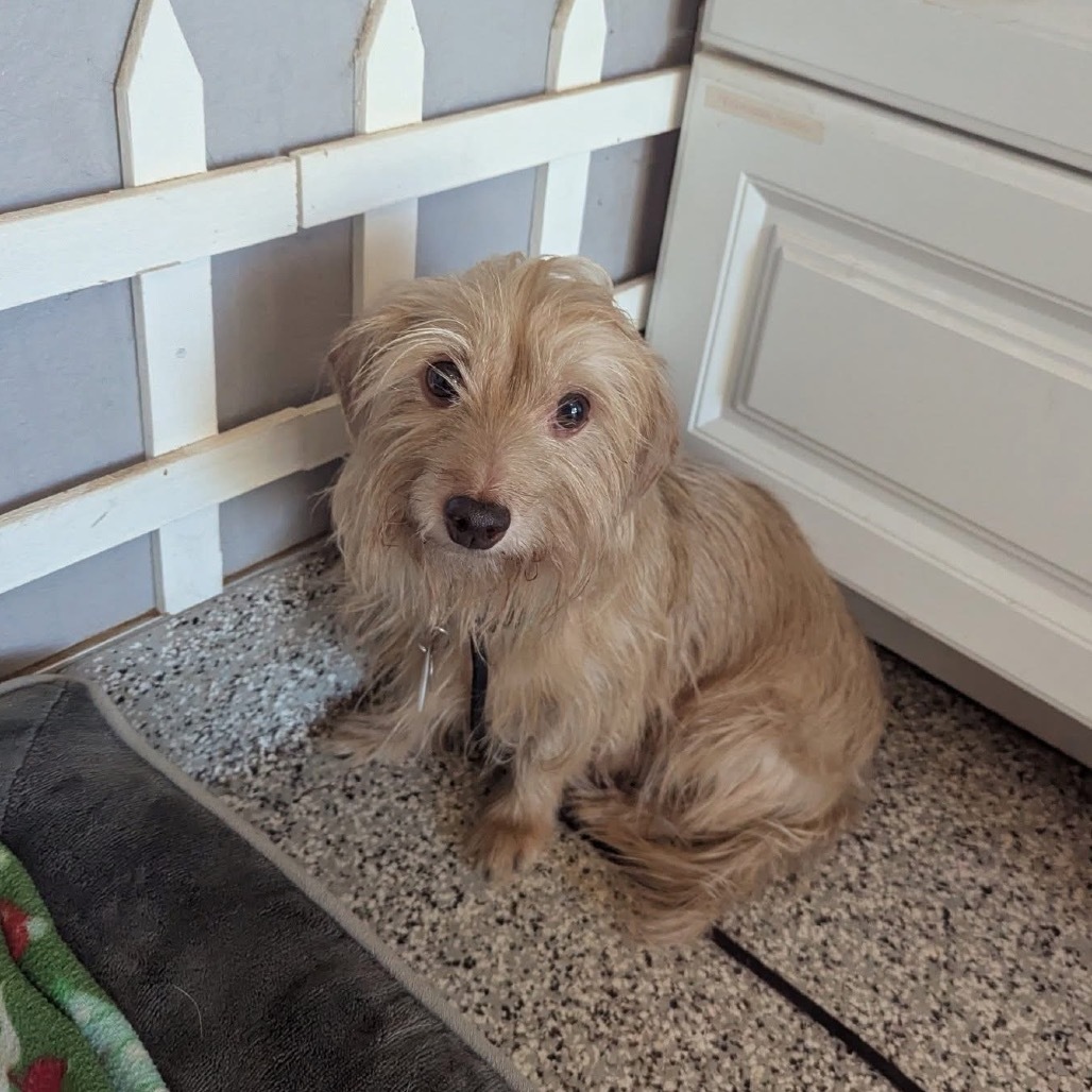 Cooper